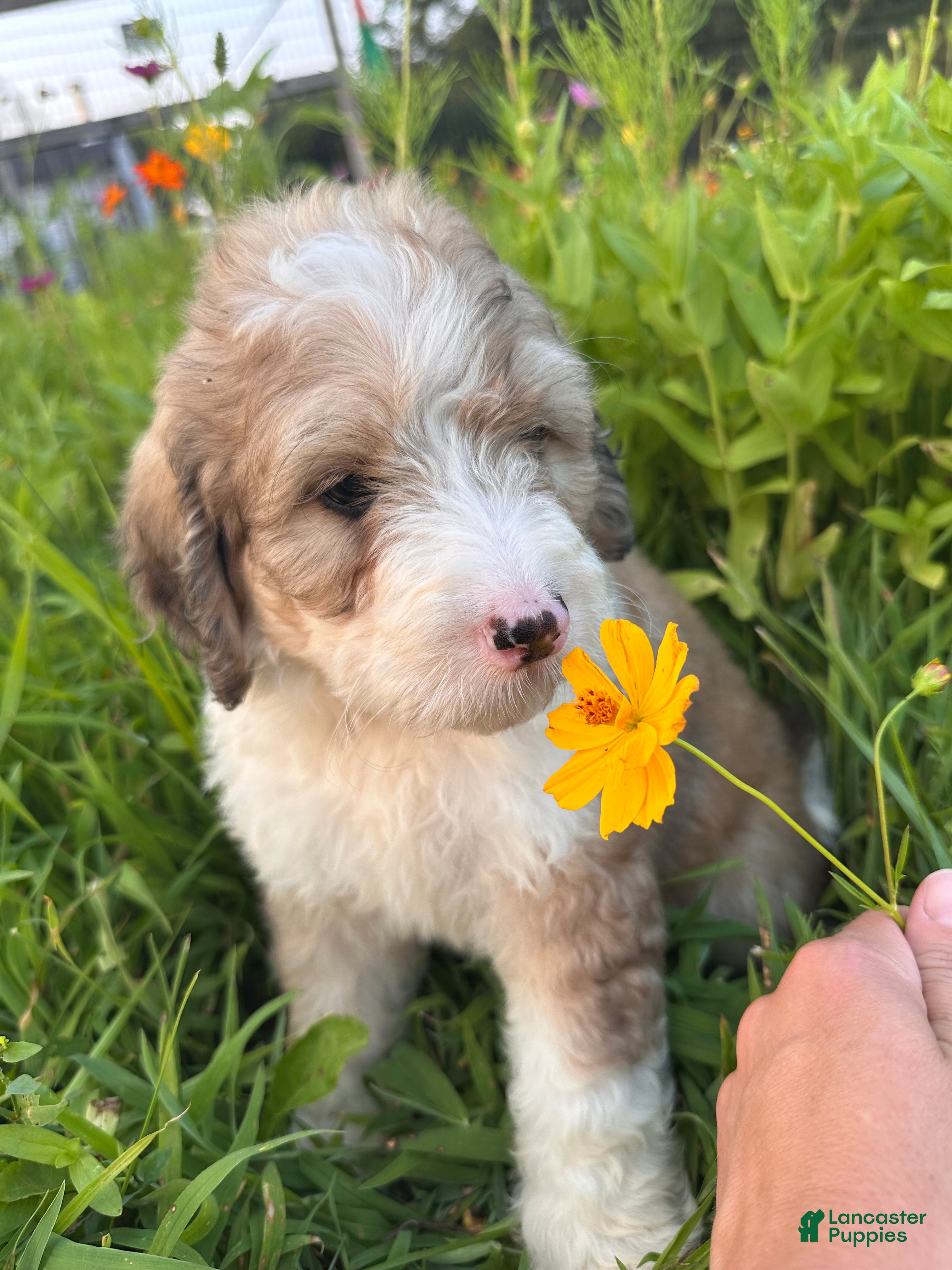 Bernedoodle dogs Bunny - Ad 1