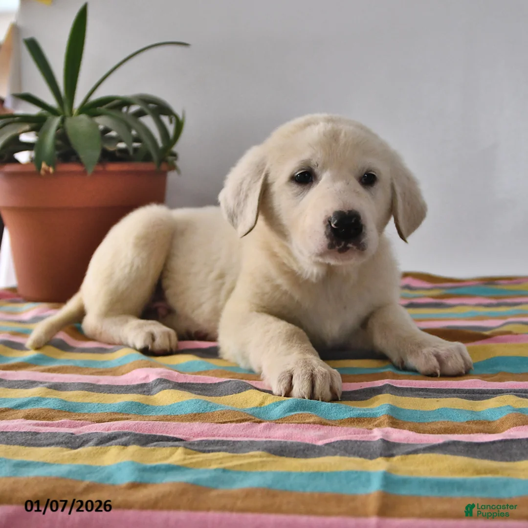 Mixed Breed dogs for sale: Buster - Ad 3