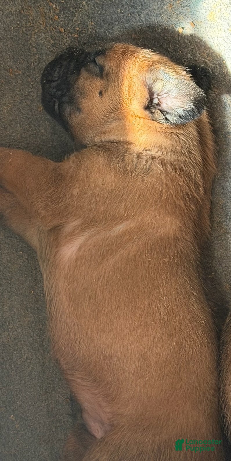 Cane Corso dogs Red Boy - Ad 1