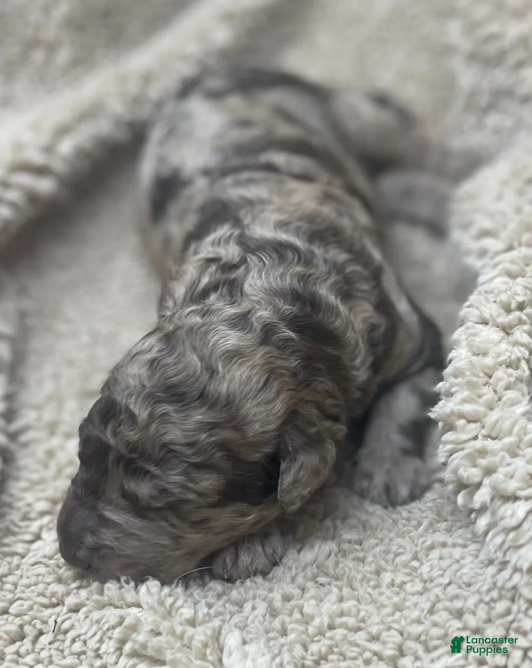 Double Doodle dogs for sale: MOANA - Ad 1