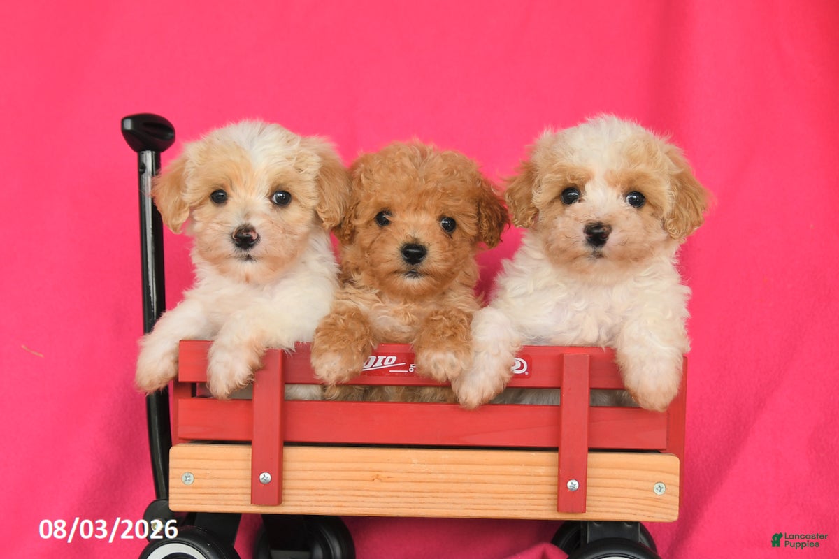 Maltipoo dogs Oliver - Ad 2