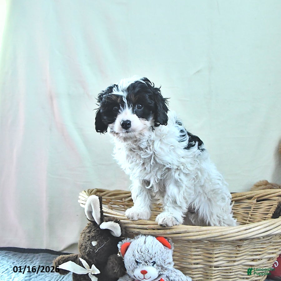 Cavapoo dogs Griffin - Ad 2
