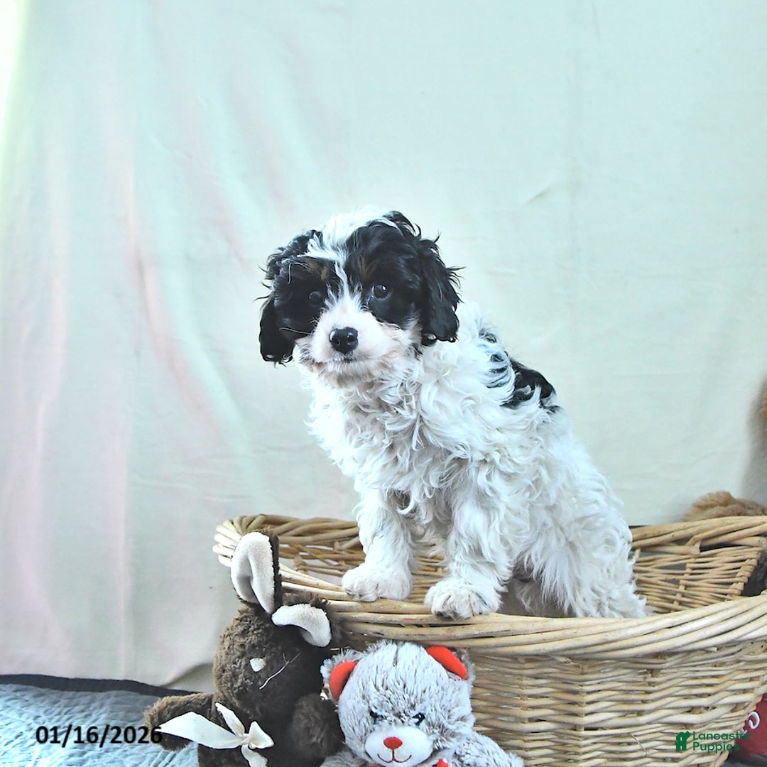 Cavapoo dogs for sale: Griffin - Ad 2