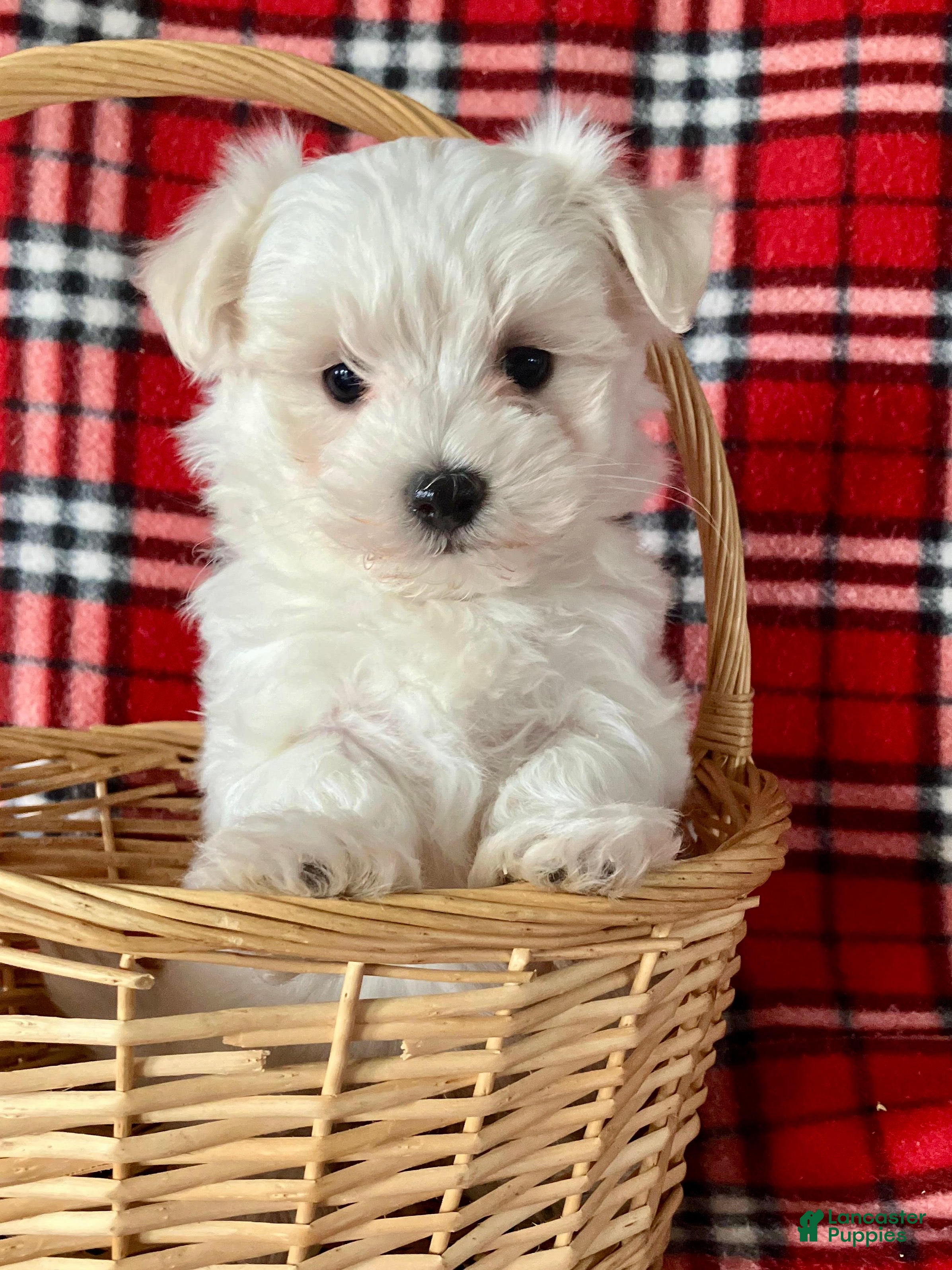 Maltese dogs Bandit - Ad 1
