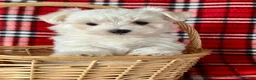 Maltese dogs for sale: Bandit - Ad 1