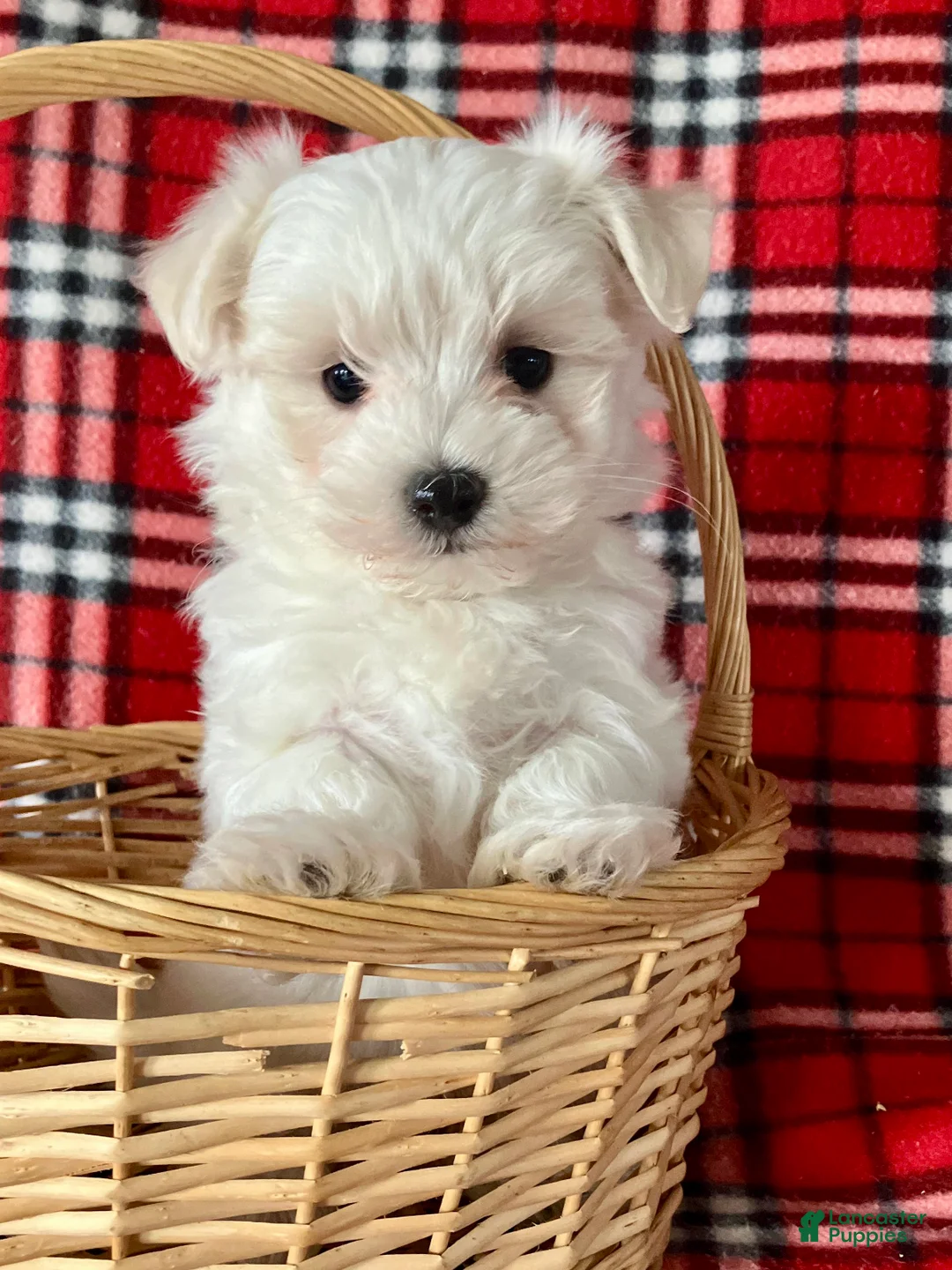 Maltese dogs for sale: Bandit - Ad 1