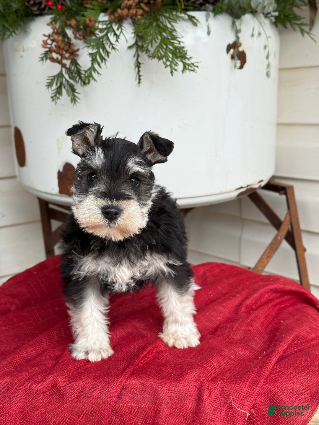 Miniature Schnauzer dogs for sale: Snuggles - Ad 3