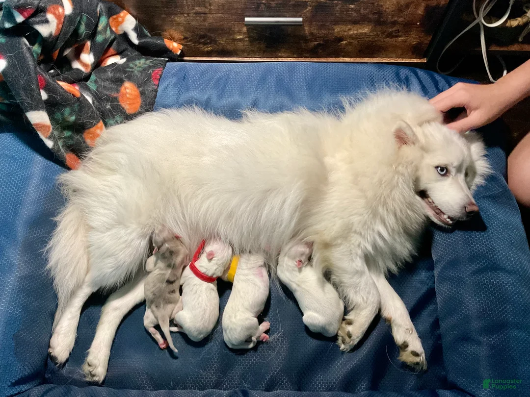 Pomsky dogs for sale: Marty - Ad 21