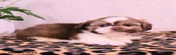 Shih Tzu dogs for sale: Steven - Ad 3