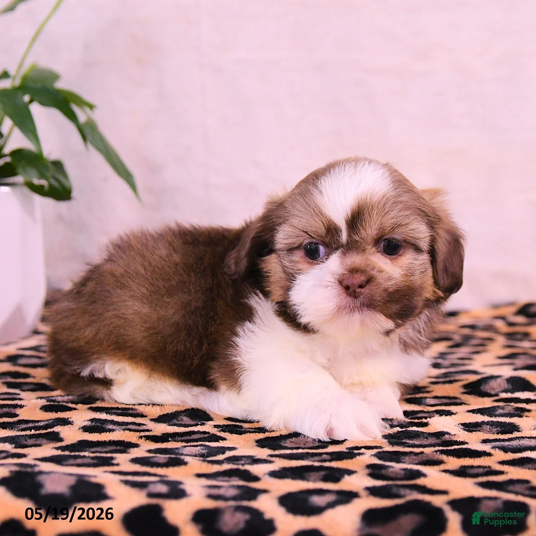 Shih Tzu dogs for sale: Steven - Ad 3