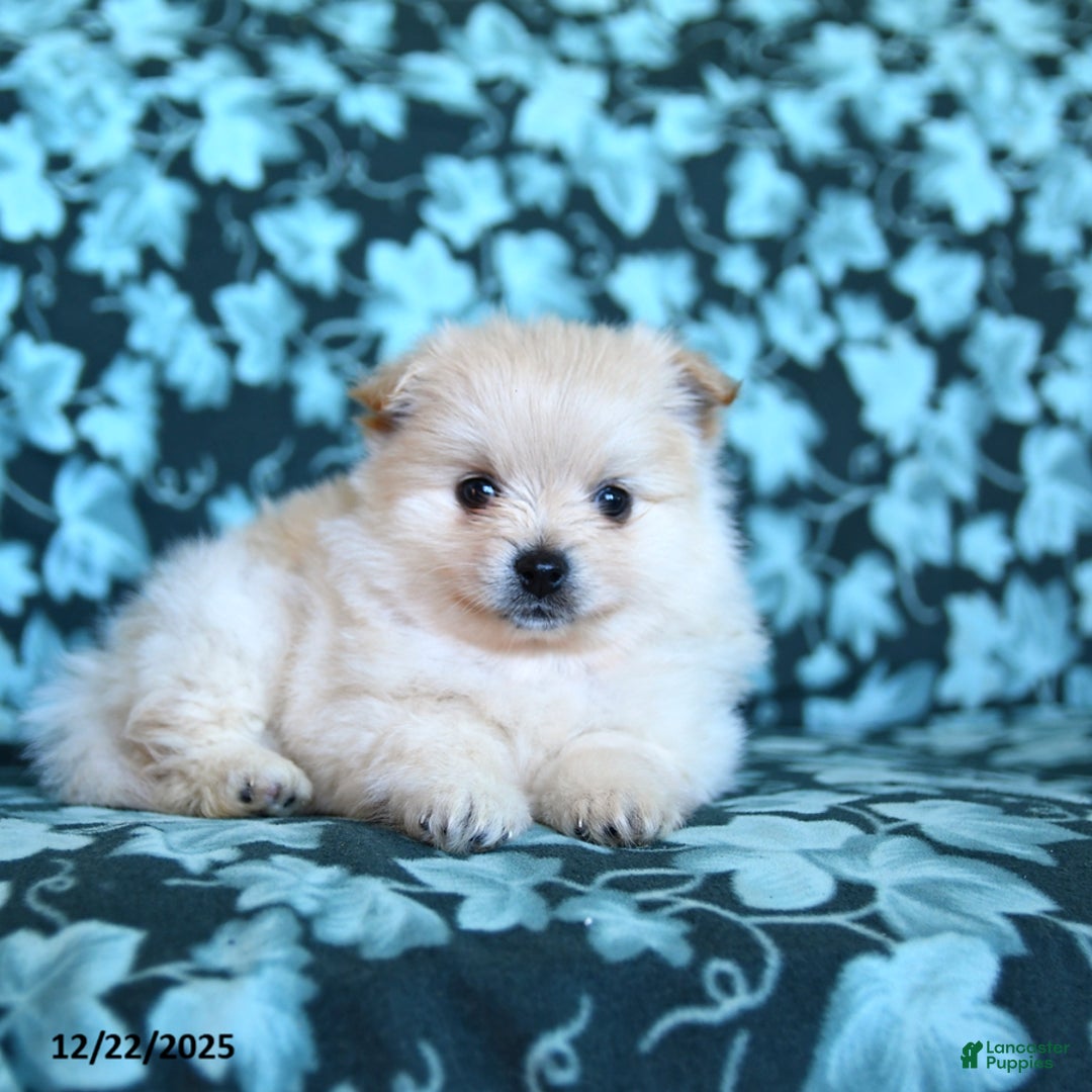 Pomeranian dogs for sale: Frosty - Ad 2