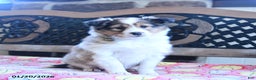 Shetland Sheepdog dogs for sale: Dixie - Ad 5