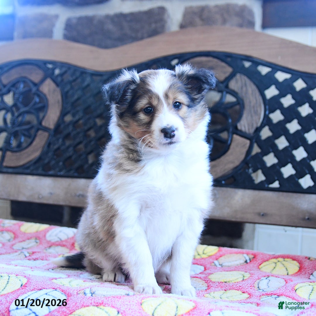 Shetland Sheepdog dogs for sale: Dixie - Ad 5