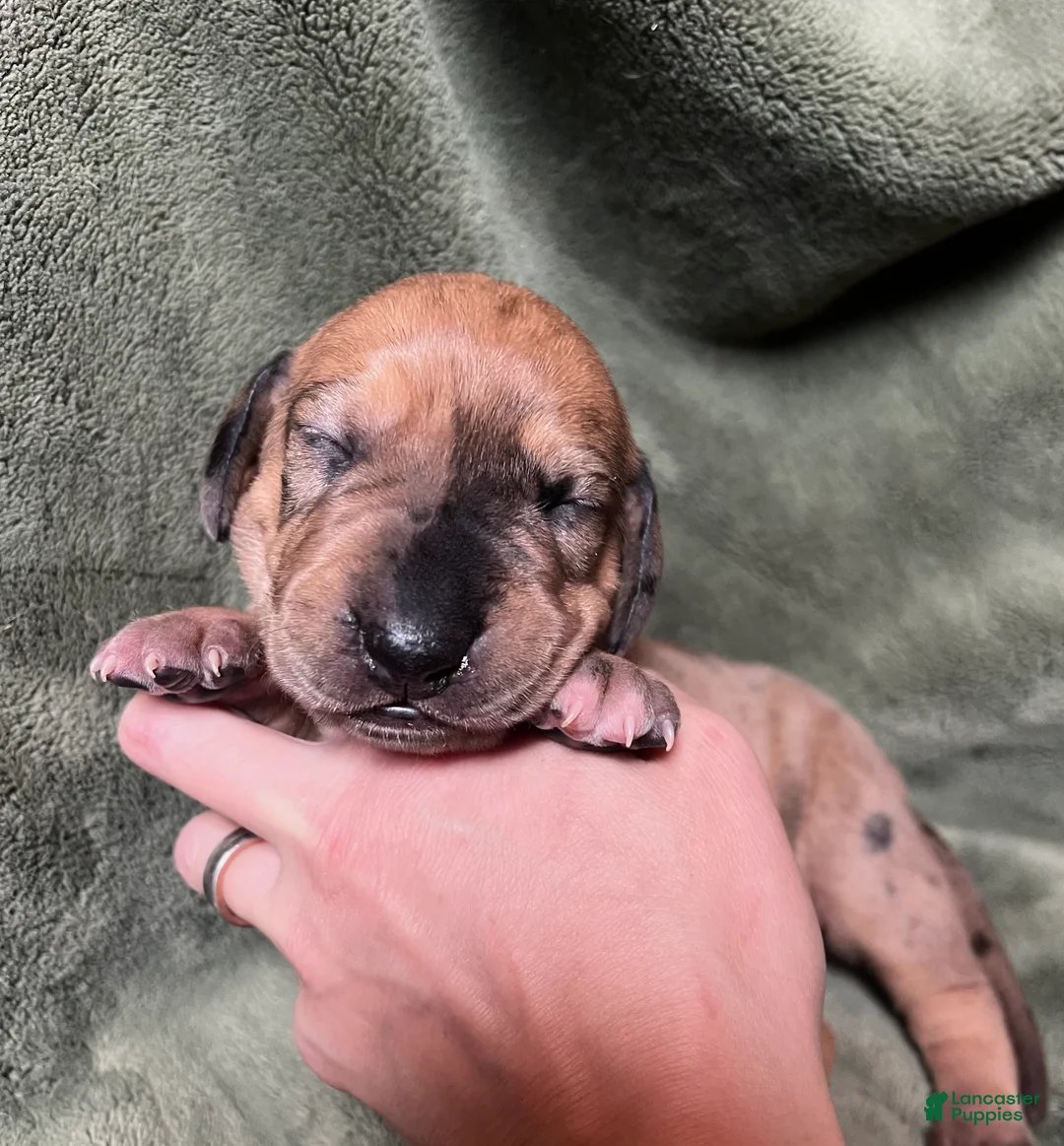 Great Dane dogs for sale: Jellybean - Ad 2