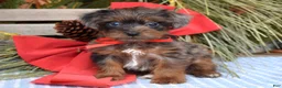 Yorkiepoo dogs for sale: Prince  - Ad 2