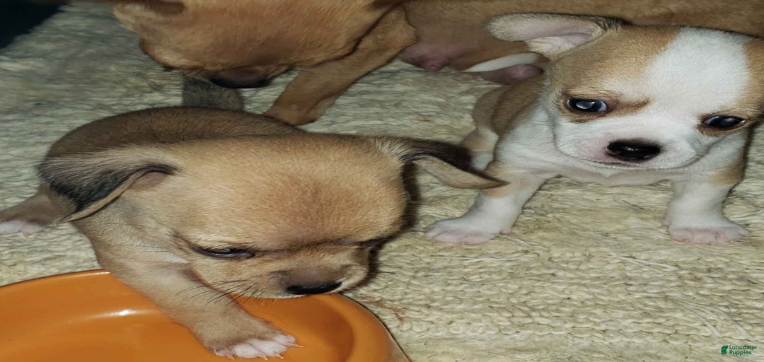 Gallery Image {{count}}