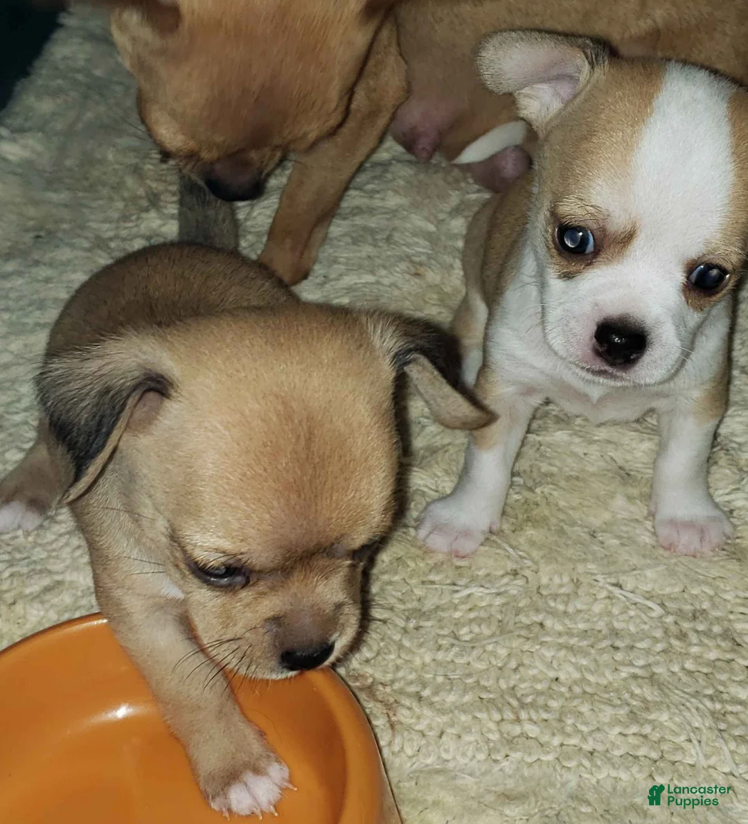 Gallery Image {{count}}