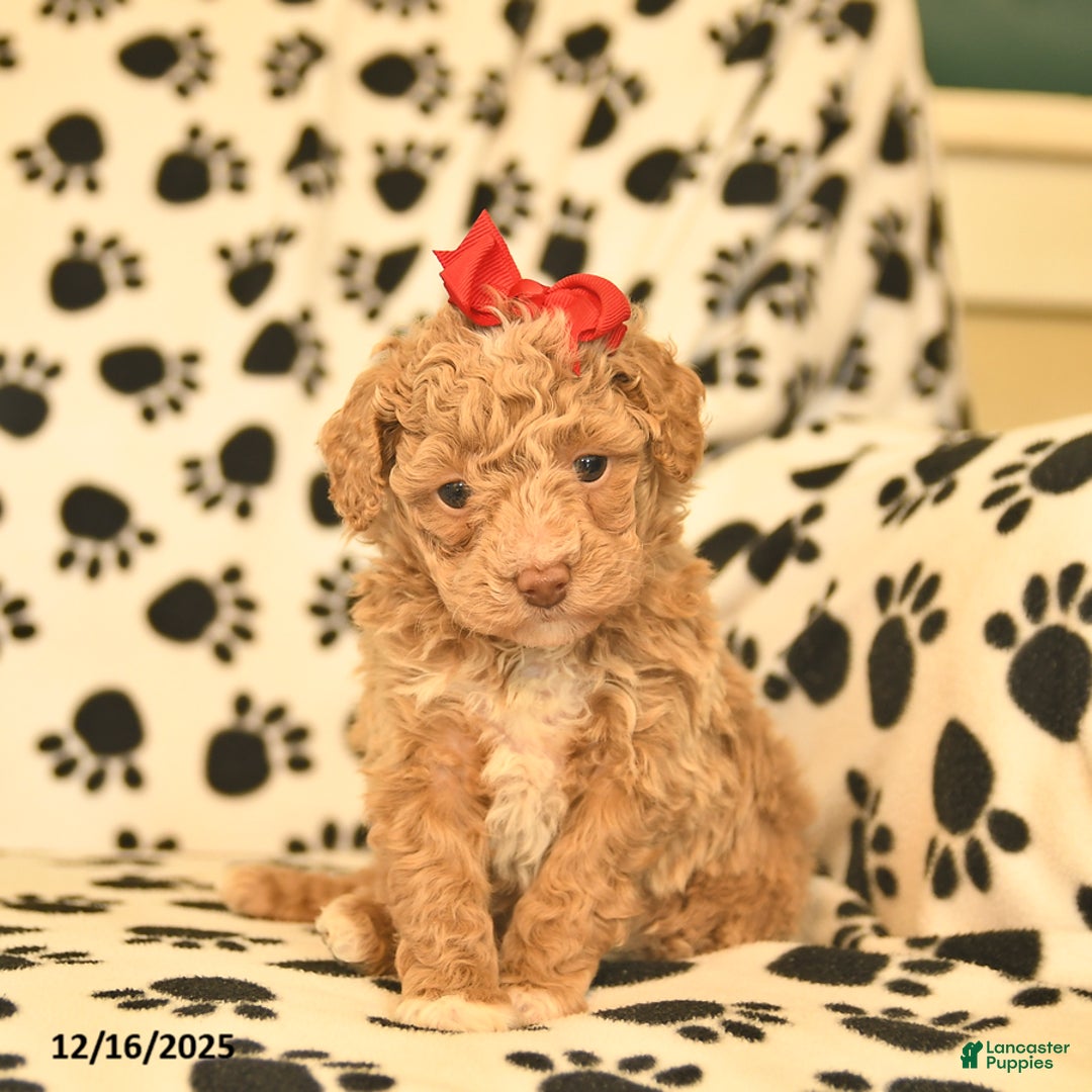 Toy Poodle dogs for sale: Cinderella  - Ad 5