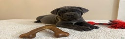 Cane Corso dogs for sale: Diamond - Ad 1