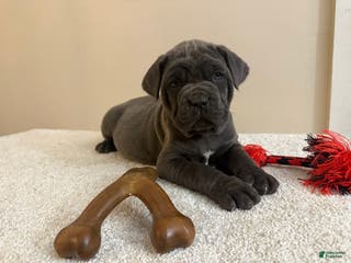 Cane Corso dogs Diamond - Ad 13