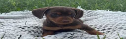 Miniature Dachshund dogs for sale: Gavin - Ad 8