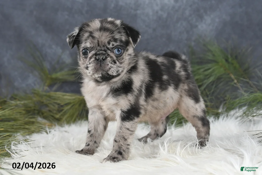 Pug dogs for sale: Dustin - Ad 1