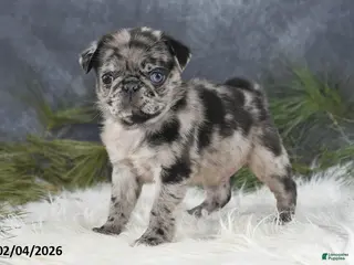 Pug dogs Dustin - Ad 9