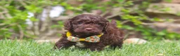 Cockapoo dogs for sale: Teddy - Ad 4