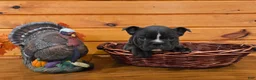 French Bulldog dogs for sale: Hope - Ad 6