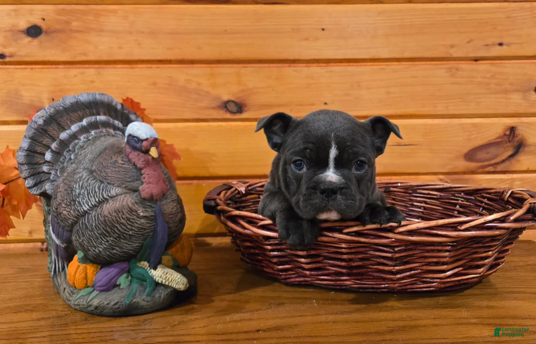 French Bulldog dogs for sale: Hope - Ad 6