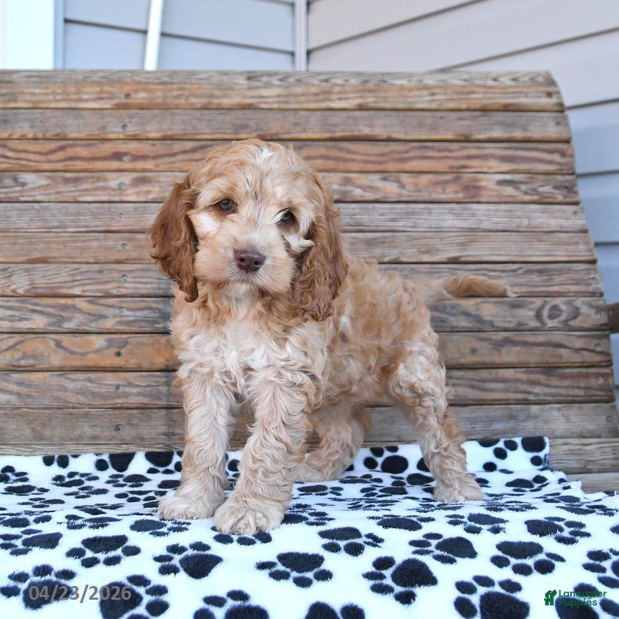 Mixed Breed dogs Polly - Ad 2