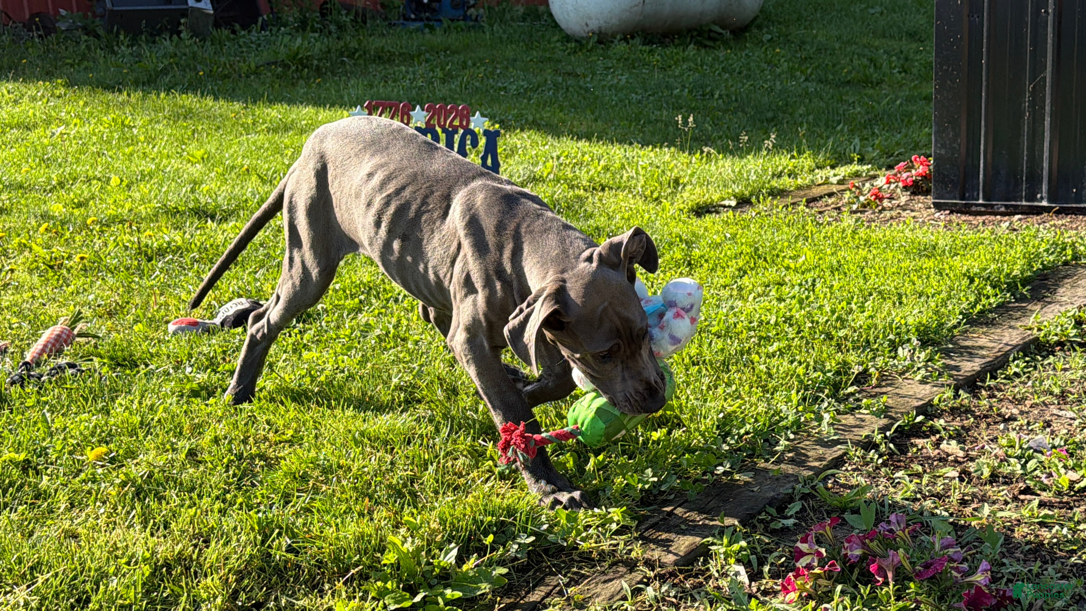 Great Dane dogs Emma  - Ad 2