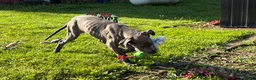 Great Dane dogs for sale: Emma  - Ad 2