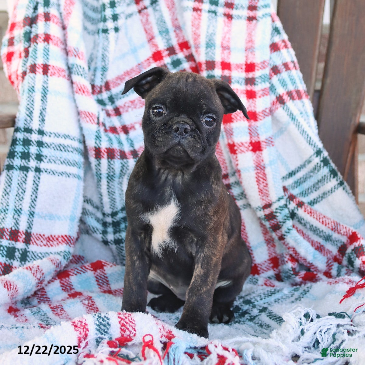 Mixed Breed dogs Jenny - Ad 34