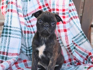 Mixed Breed dogs Jenny - Ad 34