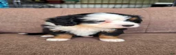 Miniature Bernese Mountain Dog dogs for sale: Tom Collins - Ad 4