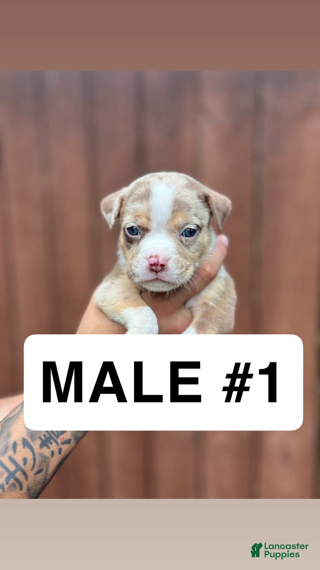American Bully dogs for sale: American Bully Puppy 1 - Ad 3