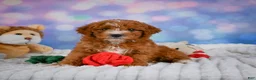 Mini Goldendoodle dogs for sale: Willow - Ad 4