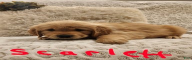 Golden Retriever Puppy Scarlett 