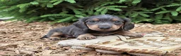 Mixed Breed dogs for sale: Opal - Ad 3