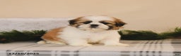 Shih Tzu dogs for sale: Lucky - Ad 1
