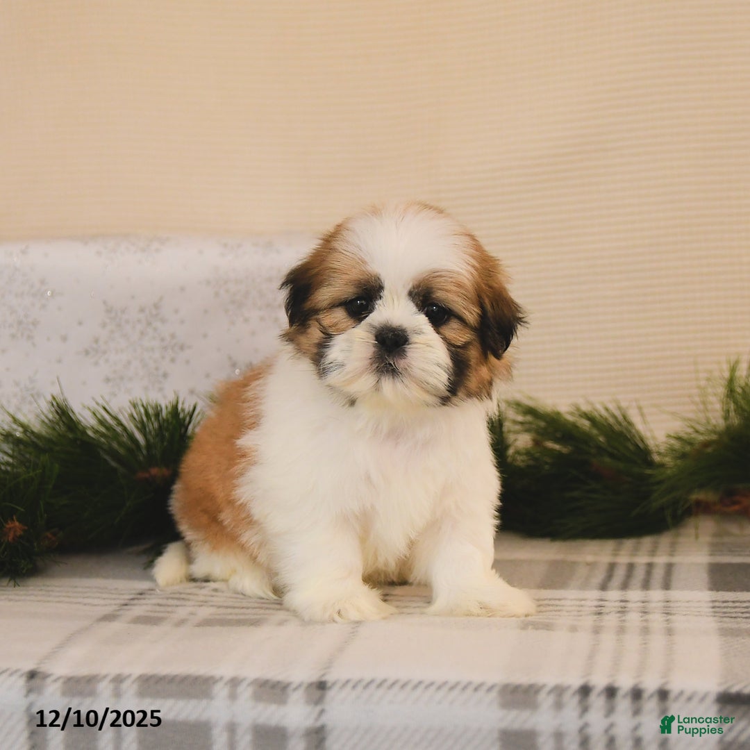 Shih Tzu dogs for sale: Lucky - Ad 1
