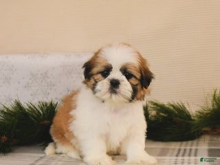 Shih Tzu dogs Lucky - Ad 33