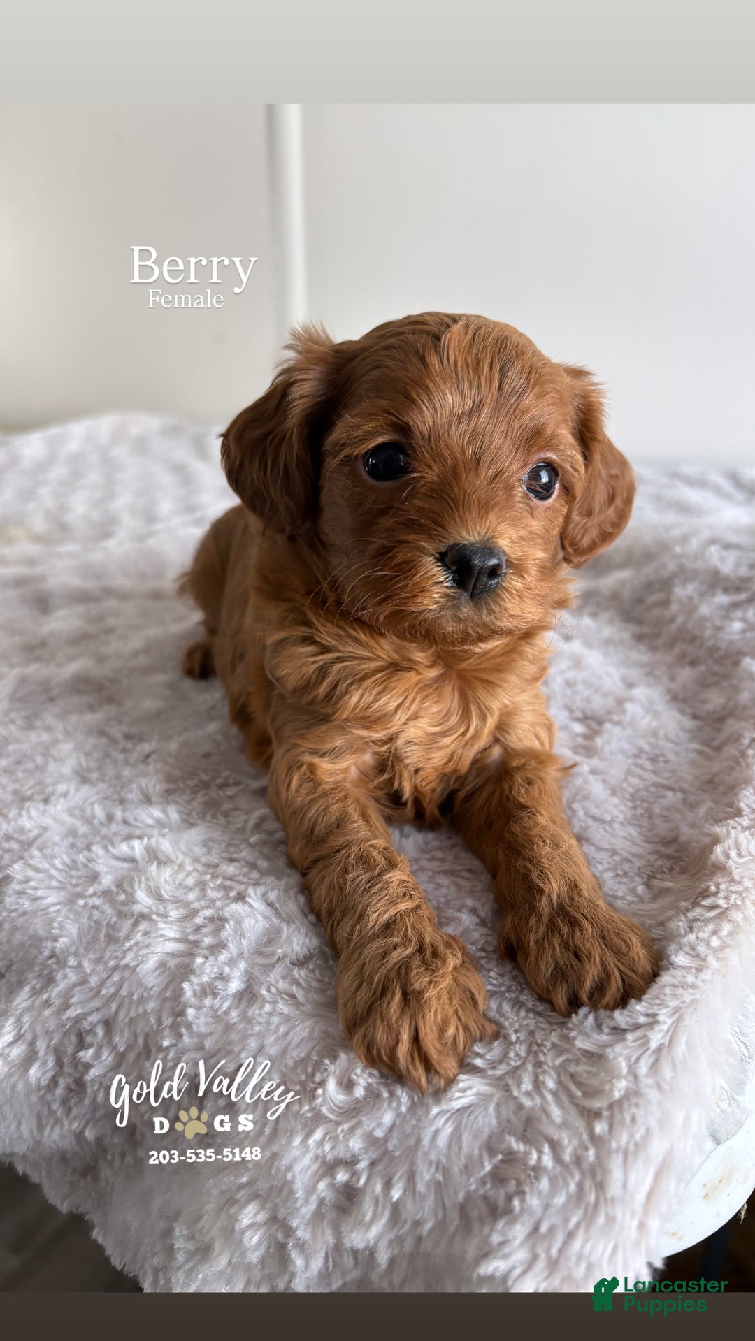 Cavapoo dogs for sale: BERRY - Ad 1
