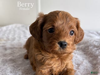 Cavapoo dogs BERRY - Ad 30