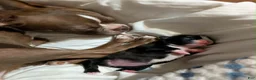 Boston Terrier dogs for sale: Boston Terrier 1 - Ad 7