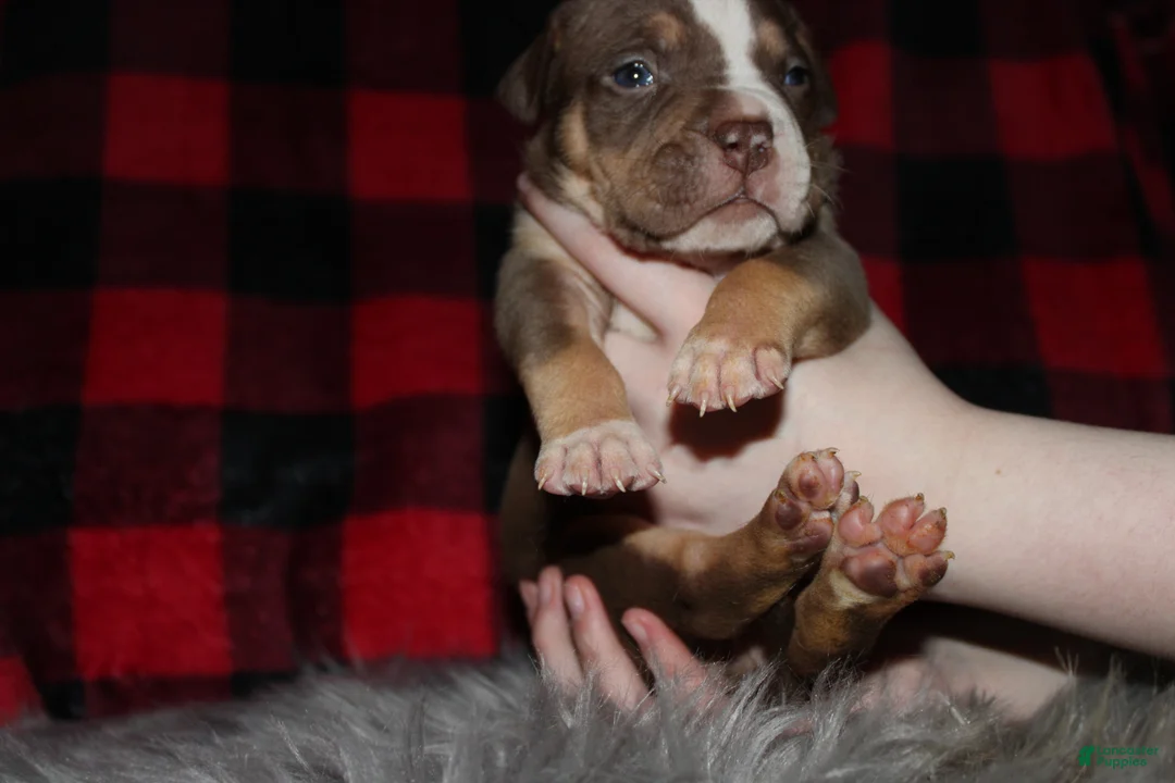 American Bully dogs for sale: Kodiak aka Kody - Ad 3