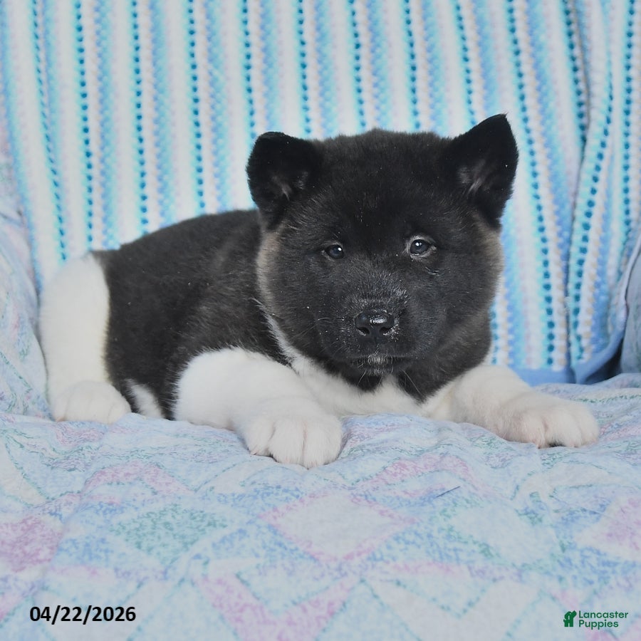 Akita dogs Ruthy - Ad 2