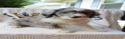 Aussiedoodle dogs for sale: Aussiedoodle 2 - Ad 4