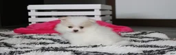 Pomeranian dogs for sale: Roxy - Ad 7